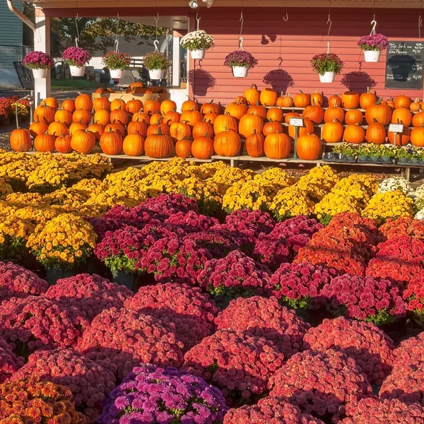 Pumpkins and Mums — Stock Photo, Image