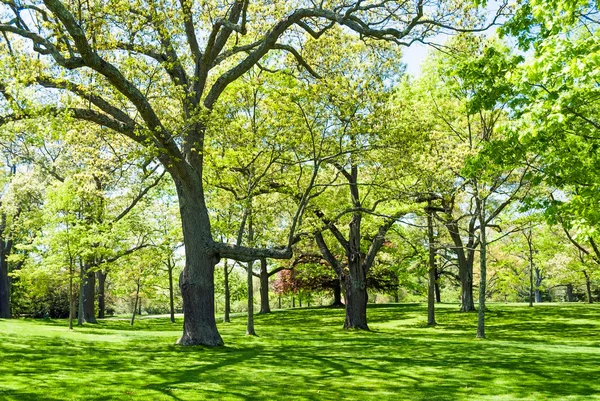 Greenerna på våren — Stockfoto