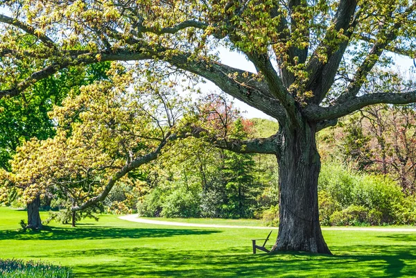 Stínu stromu v parku — Stock fotografie
