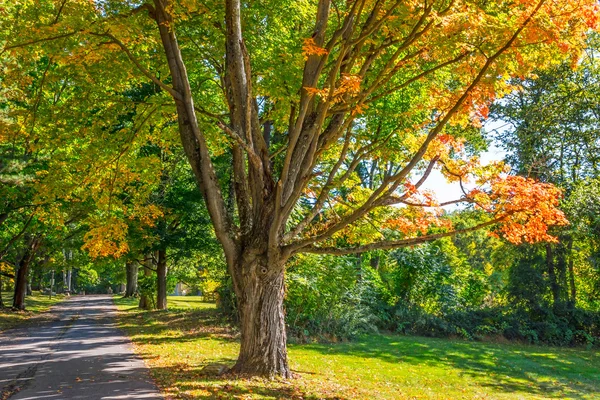 Осенние тени деревьев — стоковое фото