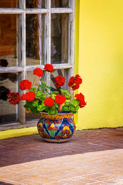 Saksı Sardunya — Stok fotoğraf