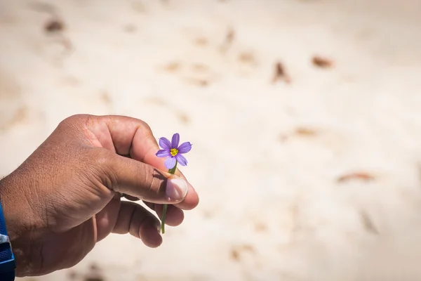 Fleur nationale des Bermudes — Photo