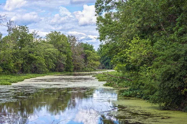 Algues sur la rivière — Photo