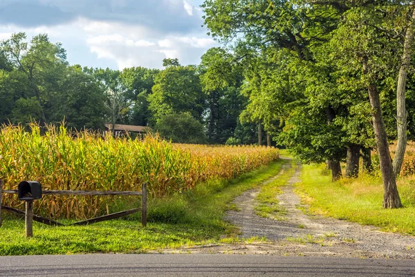 Sommermaisfeld auf dem Land — Stockfoto