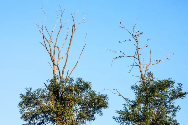 Ptaki w góry drzewo — Zdjęcie stockowe