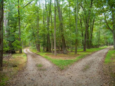 Two paths merge into one in this Monmouth County New Jersey landscape. clipart