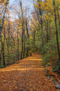 Ulster County, New York 'taki Minnewaska Gölü Eyalet Parkı' nda sonbaharda halı döşemesi bırakıldı..