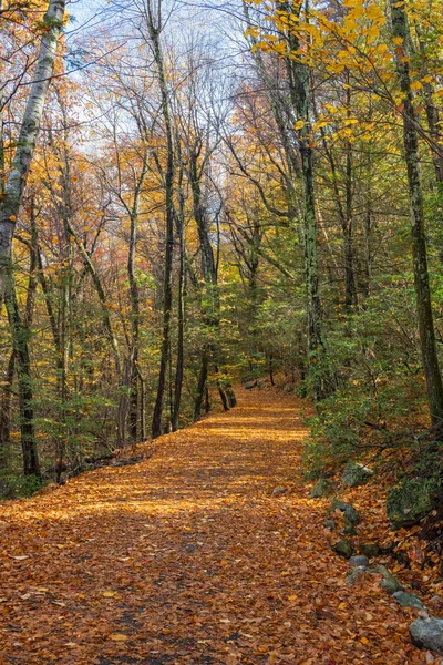 Autunno Lasciare Traccia Moquette Nel Lake Minnewaska State Park Conservare — Foto Stock