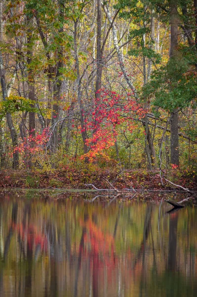 Monmouth County New Jersey Freneau Woods Parkı Nda Sonbaharın Renkleri — Stok fotoğraf