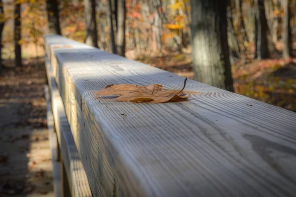 Ein Blick Aus Der Nähe Auf Ein Herbstblatt Auf Einem — Stockfoto