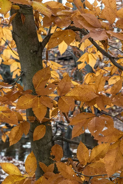 Golden Autumn Leaves Park Абердині Нью Джерсі — стокове фото