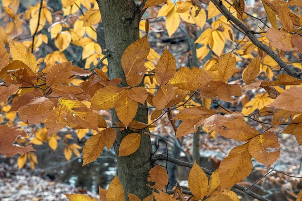 Golden Autumn Leaves Freneau Woods Park Aberdeen New Jersey — Stock Photo, Image