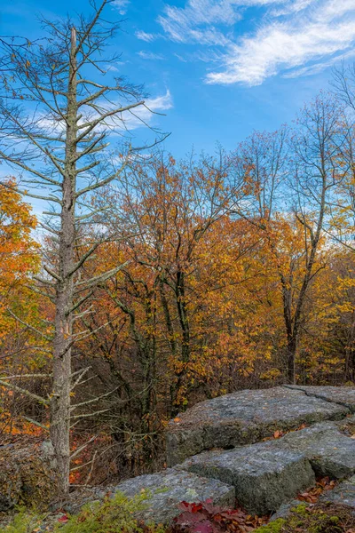 Brilliant Fall foliage on the moutaintop in Lake Minnewaska State Park in Ulster County New York.