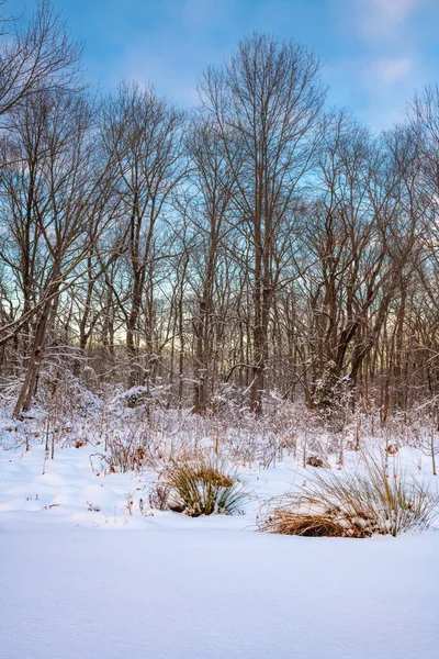 Fresh Snow Freneau Woods Park Dusk Aberedeen — Stock Photo, Image