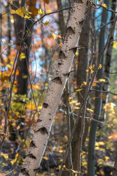 Kmen Bílé Břízy Obklopený Podzimními Listy Freneau Woods Parku Aberdeenu — Stock fotografie