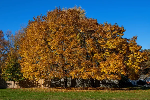Živé Podzimní Listí Tomto Předzahrádce Manalaponsku New Jersey — Stock fotografie