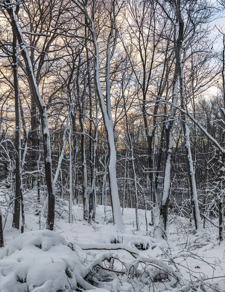 Neuschnee Bedeckt Die Bäume Freneau Woods Park Aberdeen New Jersey — Stockfoto