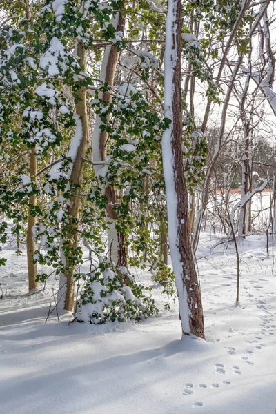 Stechpalmenblätter Und Neuschnee Freneau Woods Park Monmouth County New Jersey — Stockfoto