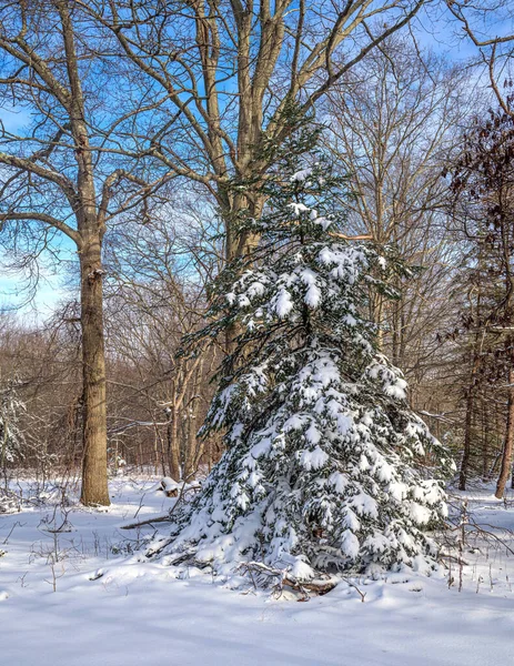 Nieve Fresca Árbol Evergreen Freneau Woods Park Aberdeen Nueva Jersey — Foto de Stock