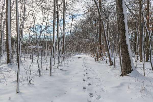 A Winter landscape with hiking trail and footprints in the snow in Freneau Woods Park in Monmouth County New Jersey.