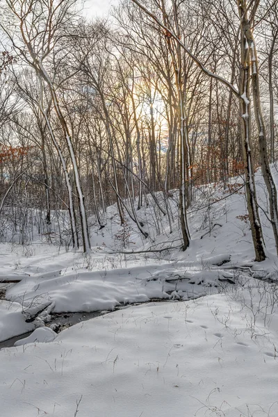 Sunlight Shines Fresh Snow Freneau Woods Park Aberdeen New Jersey — Stock Photo, Image