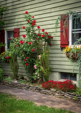 Orta New Jersey 'deki bu gül bahçesinin ana hatları küçük bir kaya duvarı..