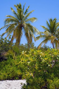 Bahama Adaları 'ndaki Prenses Koyu' nda masmavi gökyüzüne karşı yemyeşil yapraklar ve palmiye ağaçları..