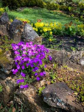 Renkli bahar çiçekleri bu eski bahçe duvarında büyüyor..
