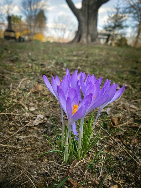 Primeira Flor Início Primavera Mesmo Final Inverno Crocus — Fotografia de Stock