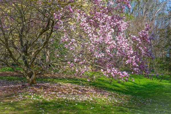 Uma Árvore Magnolia Caindo Flores Primavera Jardins Cortados Profundos Monmouth — Fotografia de Stock