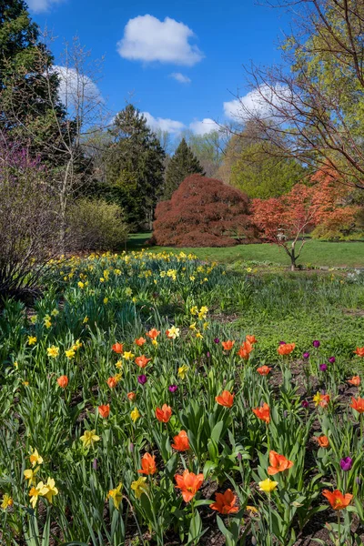 新泽西州蒙茅斯县深切花园的一个多姿多彩的春景 — 图库照片