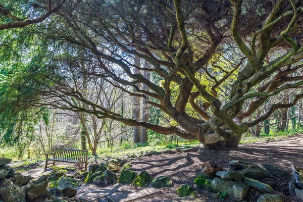 Interesting Ornamental Trees Deep Cut Gardens Monmouth County New Jersey — Stock Photo, Image