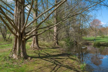 Monmouth County, New Jersey 'deki Deep Cut Gardens' a ilkbahar erken bakışı.
