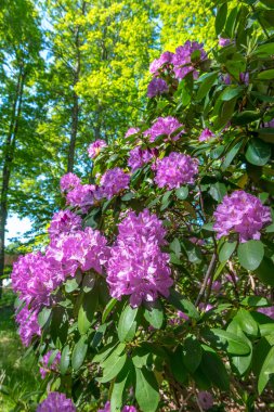 Aberdeen, New Jersey 'deki Freneau Woods Park' ında Mor Rododendromlar çiçek açmış..