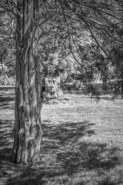 Monmouth County, New Jersey Freneau Woods Parkı 'ndaki bir çam ağacının pürüzlü dokusu..