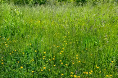 Monmouth County, New Jersey 'deki Freneau Orman Parkı' nda sarı kır çiçekleri olan bir bahar çayırı..