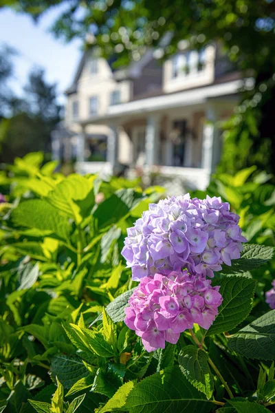 Schöner Hortensienstrauch Sommergarten — Stockfoto