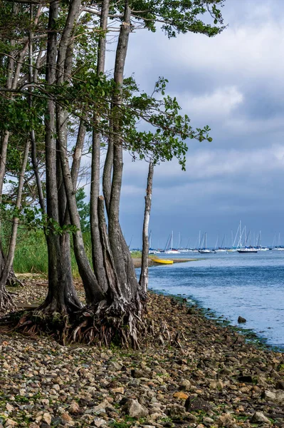 Raízes Expostas Longo Uma Costa Rochosa Atlantic Highlands — Fotografia de Stock