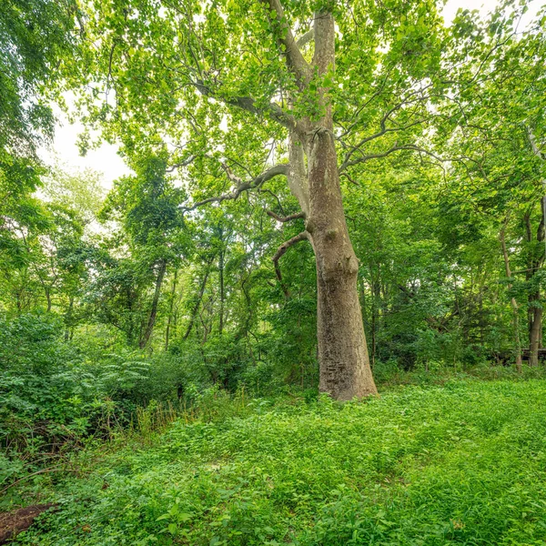 Yeşil Bir Yaz Odunları New York Büyük Bir Sycamore Ağacını — Stok fotoğraf