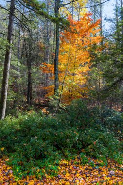 Ulster County, New York 'taki Minnewaska Gölü Eyalet Parkı' nda canlı turuncu yapraklar göze çarpıyor..
