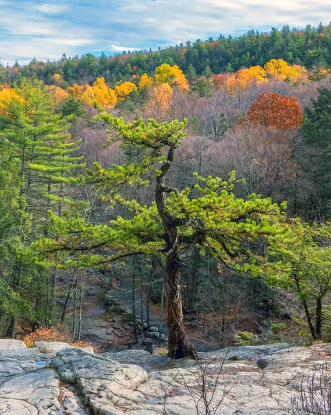 Lone Scrub Pine Bedrock Inlake Minnewaska State Park Upstate New — Stock Photo, Image
