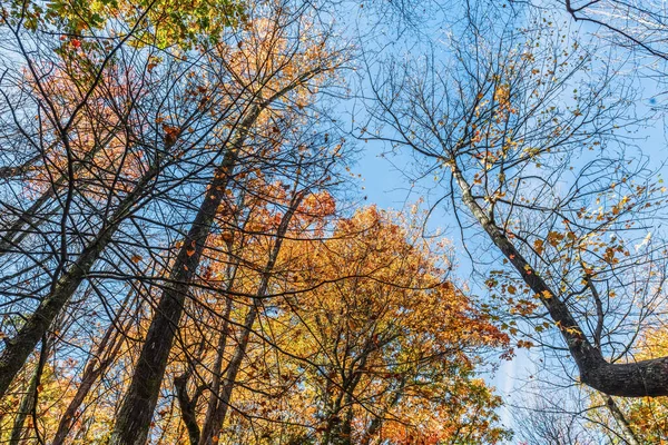 Kijkend Naar Herfstbomen Minnewaska State Park Preserve Ulster County New — Stockfoto