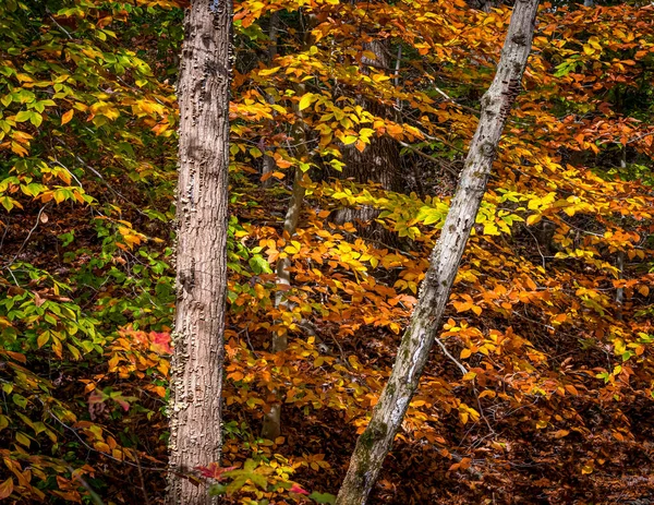Cor Outono Nas Florestas Central New Jersey — Fotografia de Stock