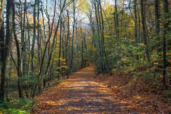 このハイキングコースには秋のカーペットが残されていますレイク ミネアスカ州立公園とウルスター郡の保護区ニューヨーク — ストック写真