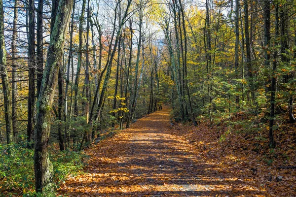 Una Alfombra Otoño Sale Esta Ruta Senderismo Lake Minnewaska State — Foto de Stock