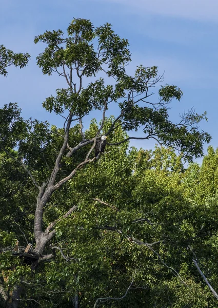 Bielik w drzewo — Zdjęcie stockowe