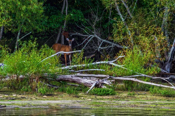 Deer on Shoreline — Stock Photo, Image