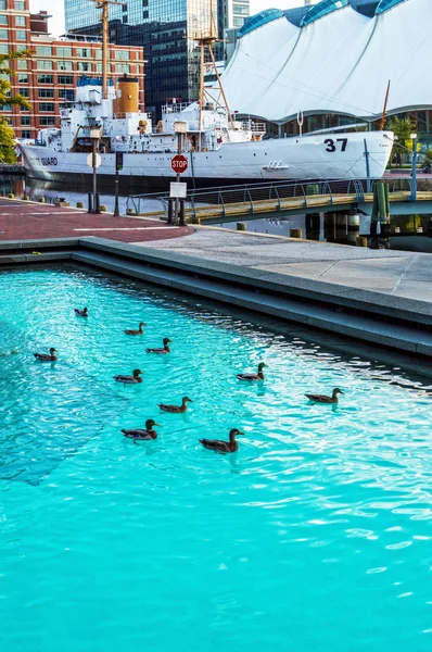 Inner Harbor ördekler — Stok fotoğraf