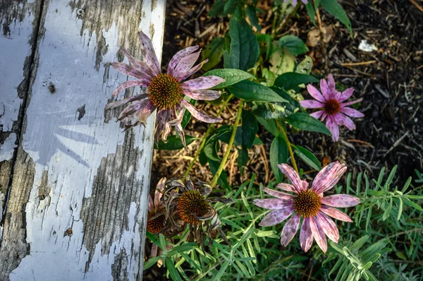 Withered Petals — Stock Photo, Image