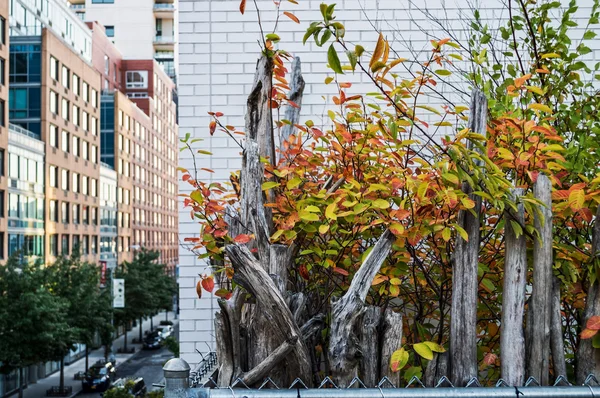 High Line höst färg — Stockfoto